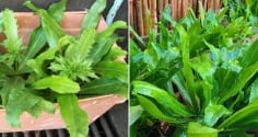Mẹo trồng rau mùi tàu (ngò gai) lá to, xanh mướt, tha hồ có rau ăn quanh năm