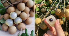 Nhãn thơm ngọt nhưng có 4 nhóm người không nên ăn, thích mấy cũng phải tránh