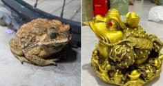 3 loài vật là đệ tử Thần Tài, nhìn đáng sợ nhưng vào nhà là điềm lành: Chớ đuổi đi kẻo mất lộc