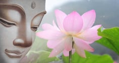 Phật dạy, gia đình chỉ cần có thứ này sẽ ngày càng thịnh vượng, phúc khí tràn trề