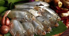 7 loại cá phải mua ngay nếu bắt gặp ở chợ: Dinh dưỡng ngang nhân sâm, rẻ hơn tổ yến, không chứa hóa chất