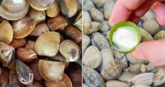 Ngâm ngao đừng dùng nước lã, thêm vài giọt này, ngao nhả cát cực nhanh