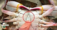 Mua cua ghẹ đừng chọn con to! 4 mẹo chọn cua ghẹ béo chắc, nhiều thịt ai cũng cần biết