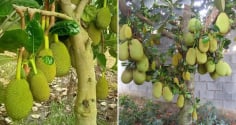 Vì sao trồng cây mít trước nhà không tốt?