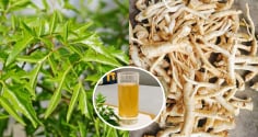 Tác dụng của nước rễ đinh lăng: Có 3 nhóm người không nên sử dụng