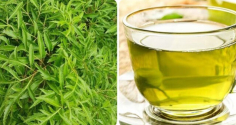 Uống nước lá đinh lăng hàng ngày có tốt không?