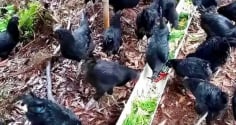 Trắng tay vì ly hôn, trở thành triệu phú nhờ nuôi Gà đen