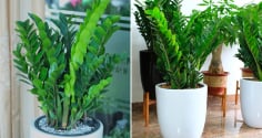 Cây kim tiền là 'bảo vật' cầu tài lộc, đặt ở vị trí này trong nhà, gia chủ có vận may tốt nhất