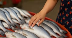 Cá tươi nhìn đẹp nhưng toàn urê, hàn the? 6 dấu hiệu 'vạch mặt' cá tẩm hóa chất chị em phải nhớ