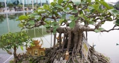 Nhà giàu không bao giờ trồng 5 loại cây phong thủy này, vừa tiêu tán tài lộc, vừa rước bệnh