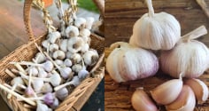 Đầu bếp chỉ mẹo bảo quản tỏi không cần tủ lạnh, để nửa năm vẫn tươi ngon