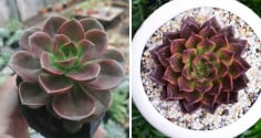 Người mệnh Thổ hợp với 3 loại cây phong thủy này, trồng trong nhà là tiền bạc đổ về ào ào