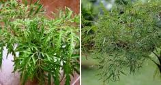 Vị trí tốt nhất trồng cây Đinh Lăng giúp Trấn Giữ Của Cải, thu hút Tiền Tài cực đỉnh