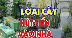 Loại cây Hút Tiền - Giữ Phúc, thấy đừng dại nhổ bỏ đi