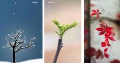 Quiz: Chọn 1 cành cây mùa đông tiết lộ điều bạn cần tập trung để nâng cấp bản thân trong năm 2026