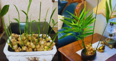 Người thuộc 2 mệnh này trồng gừng phong thủy cực hợp, dễ phát tài to