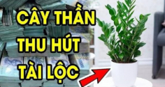 Dân buôn bán cực chuộng 3 cây cảnh này: Vừa “hút” tiền tài, vừa giúp gia chủ khỏe lên trông thấy