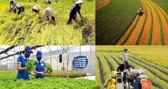 Từ năm 2026 đến 2030: Những trường hợp được miễn thuế sử dụng đất nông nghiệp người dân cần biết