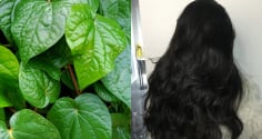 Lấy 5 loại lá này đun nước gội đầu, thấy rõ tóc giảm rụng, tóc con mọc không ngừng