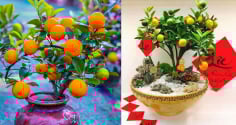 Vị trí đặt cây quất ngày Tết giúp kích hoạt tài lộc, gia chủ càng làm càng phất, giàu có vang danh