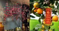 3 vị trí không nên đặt cây quất, cây đào ngày Tết: Là đại kỵ khiến tiền của đội nón ra đi