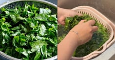 Vì sao người ta phải vò nát rau ngót trước khi nấu?