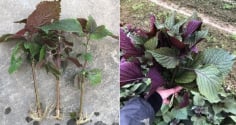 Mẹo trồng tía tô bằng cành, cắm xuống đất là cây lên ầm ầm, ăn quanh năm