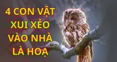 4 con vật xui xẻo bước vào nhà bạn nên hóa giải kẻo hao tài