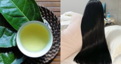 Cách gội đầu bằng nước chè xanh (trà xanh) giúp giảm gãy rụng, tóc con mọc tua tủa