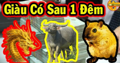 40 ngày tới: 3 con giáp Ăn Lộc Tổ Tiên, Tiền - Tài - Danh - Lộc tề tựu