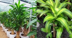 Nhà nào đang trồng cây Thiết Mộc Lan cần chú ý 3 điều này