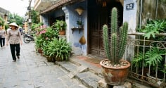 Đặt cây trước cửa tưởng vô hại: 3 loại quen thuộc lại âm thầm gây hại cho nhà bạn