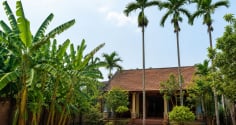 Vì sao người xưa dặn “chuối sau nhà, cau trước nhà”? Nếu đổi vị trí thì có thể ảnh hưởng gì xấu?