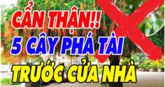 5 loại cây âm trồng trước nhà: Cây càng xanh người càng suy, đó là cây gì?