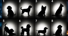 Quiz: Bạn chọn hình bóng chú cún nào sẽ tiết lộ điểm mạnh nổi bật mà bạn bỏ qua