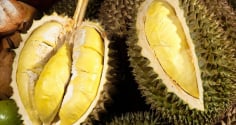 4 mẹo chọn sầu riêng ngon, múi to, cơm dày
