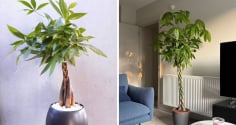 Cây kim ngân thắt bím có ý nghĩa gì? 3 mệnh này được như 'máy hút lộc' tài vận tới không ngừng