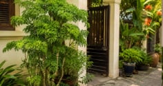 Vì sao người xưa thích trồng cây đinh lăng trước cửa nhà? Ý nghĩa bất ngờ