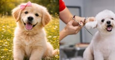 Làm giúp việc Chăm sóc Chó cưng, nhà giàu trả thu nhập khủng 2,1 tỷ đồng/năm, bất ngờ tiêu chí tuyển dụng