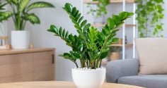 Trồng cây kim tiền đừng bỏ qua những 'lưu ý vàng': Vừa tăng cảm giác hút tài lộc vừa tránh rước rắc rối
