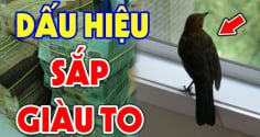 3 cpn vật vào nhà Thần Tài ghé thăm: Đừng dại đuổi chúng đi nhé
