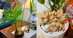 Vì sao nhiều người thích trồng gừng trong nhà? Có 5 ý nghĩa đặc biệt