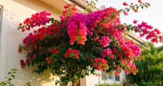Vì sao nhiều người xem việc trồng cây hoa giấy trong nhà là đại kỵ?