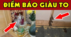4 con vật vào nhà mang tới may mắn giàu có cho gia đình bạn: Đừng dại đuổi đi