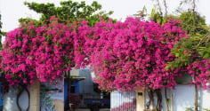 Trồng hoa giấy ở vị trí này hút phong thủy: Cuối năm gia chủ phát tài giàu