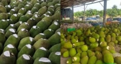 Vì sao nhiều người bán cắt một phần đầu quả mít rồi bôi chất trắng lên? Sự thật không phải ai cũng biết