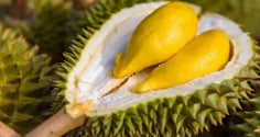 Người mắc 1 trong 5 bệnh này tuyệt đối không nên ăn sầu riêng