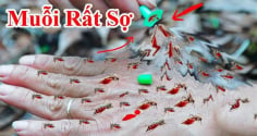 10 cách đuổi muỗi vào mùa hè hiệu quả, nhà sạch bóng không tiếng vo ve