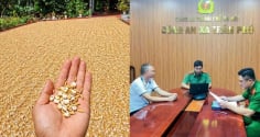 Bị phạt 7,5 triệu đồng vì đăng ảnh chế thóc phơi ngoài trời nổ thành bỏng