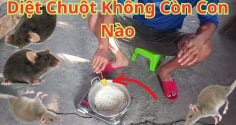 8 cách đuổi chuột ra khỏi nhà vĩnh viễn, đơn giản lại rẻ tiền, sạch bóng không còn con nào